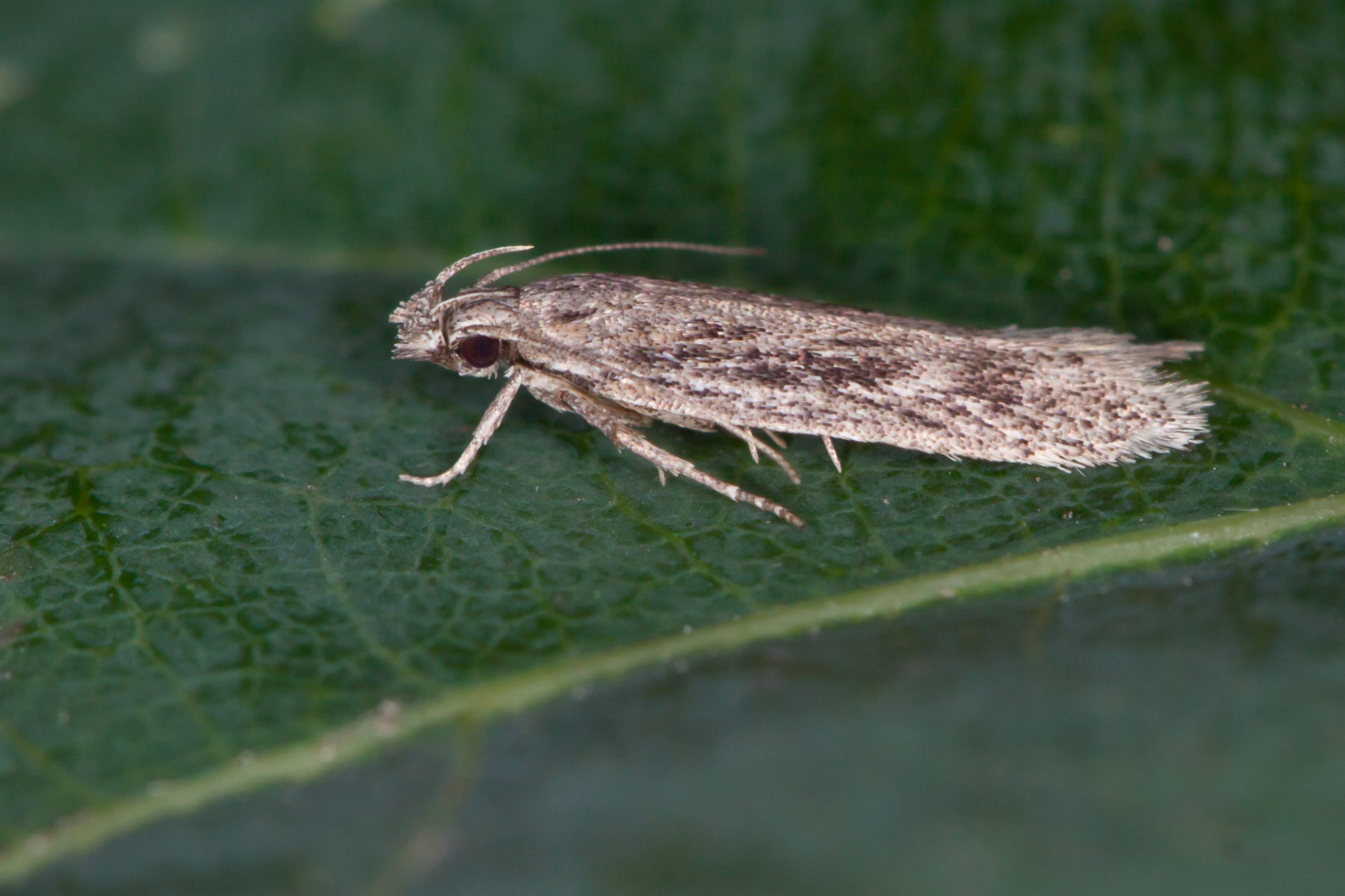 35.099 - BF801a - Gelechiidae - Gellechiinae - Gelechia senticetella