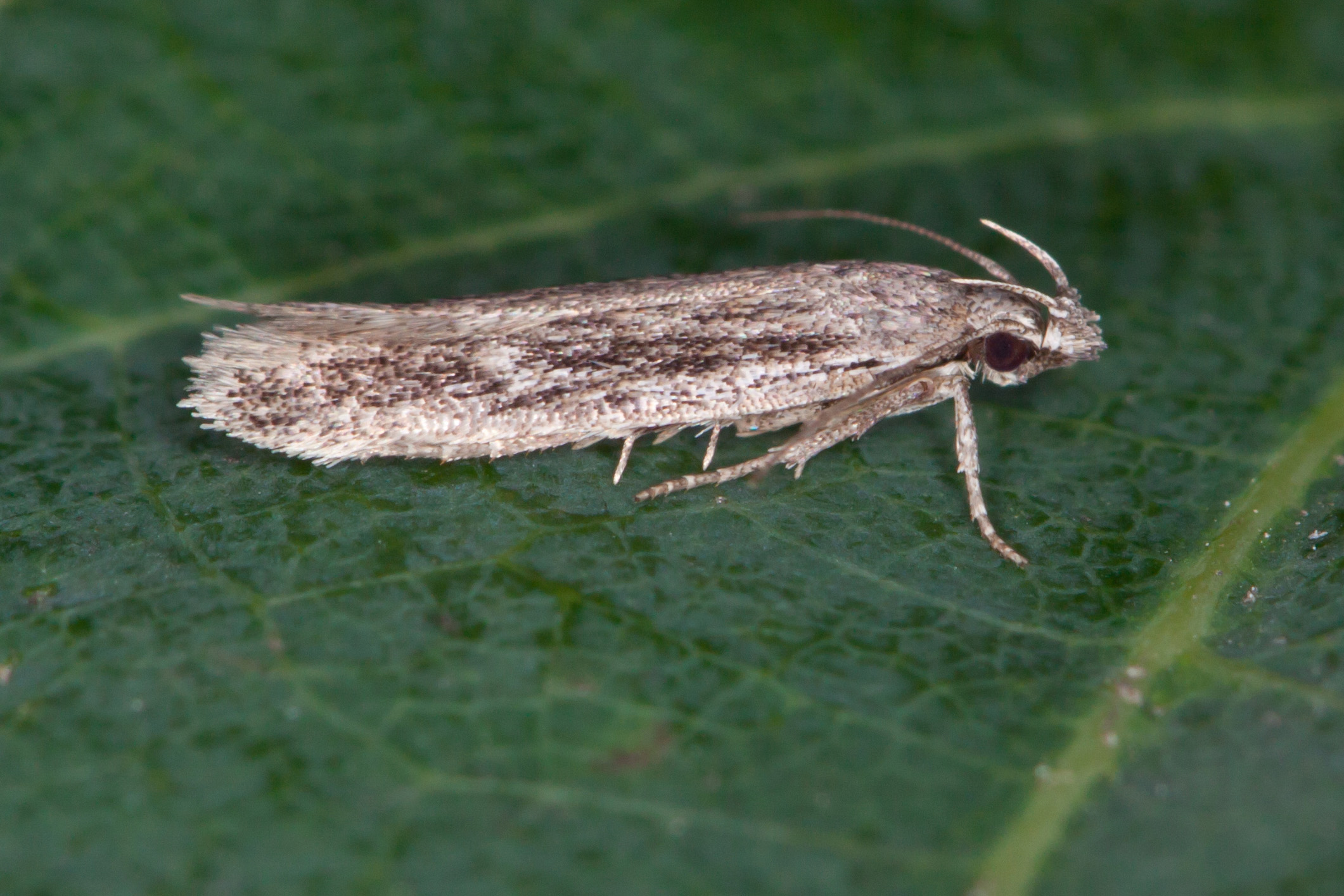 35.099 - BF801a - Gelechiidae - Gellechiinae - Gelechia senticetella