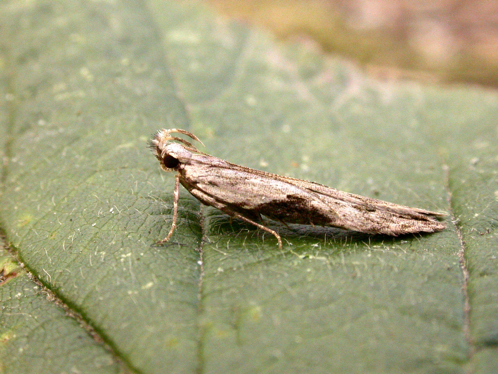 35.018 BF0858 - Gelechiidae - Anacampsinae - Hypatima rhomboidella