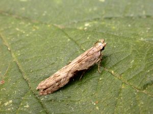 35.018 BF0858 - Gelechiidae - Anacampsinae - Hypatima rhomboidella
