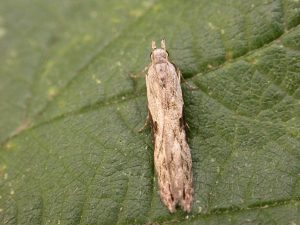 35.018 BF0858 - Gelechiidae - Anacampsinae - Hypatima rhomboidella