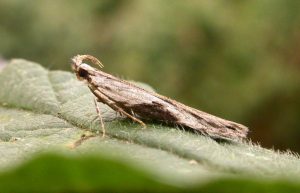 35.018 BF0858 - Gelechiidae - Anacampsinae - Hypatima rhomboidella