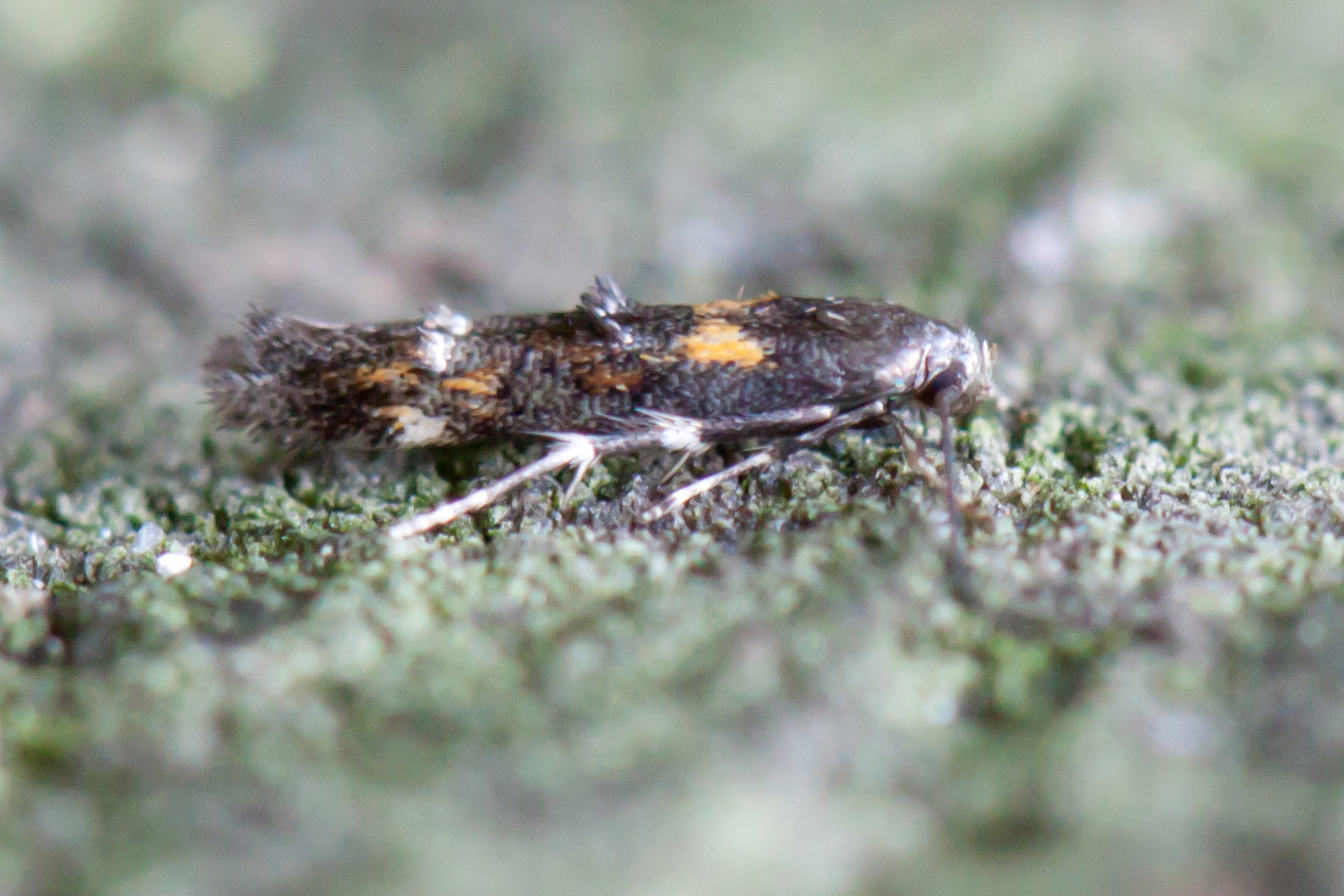 40.015 BF883 - Momphidae - Mompha raschkiella