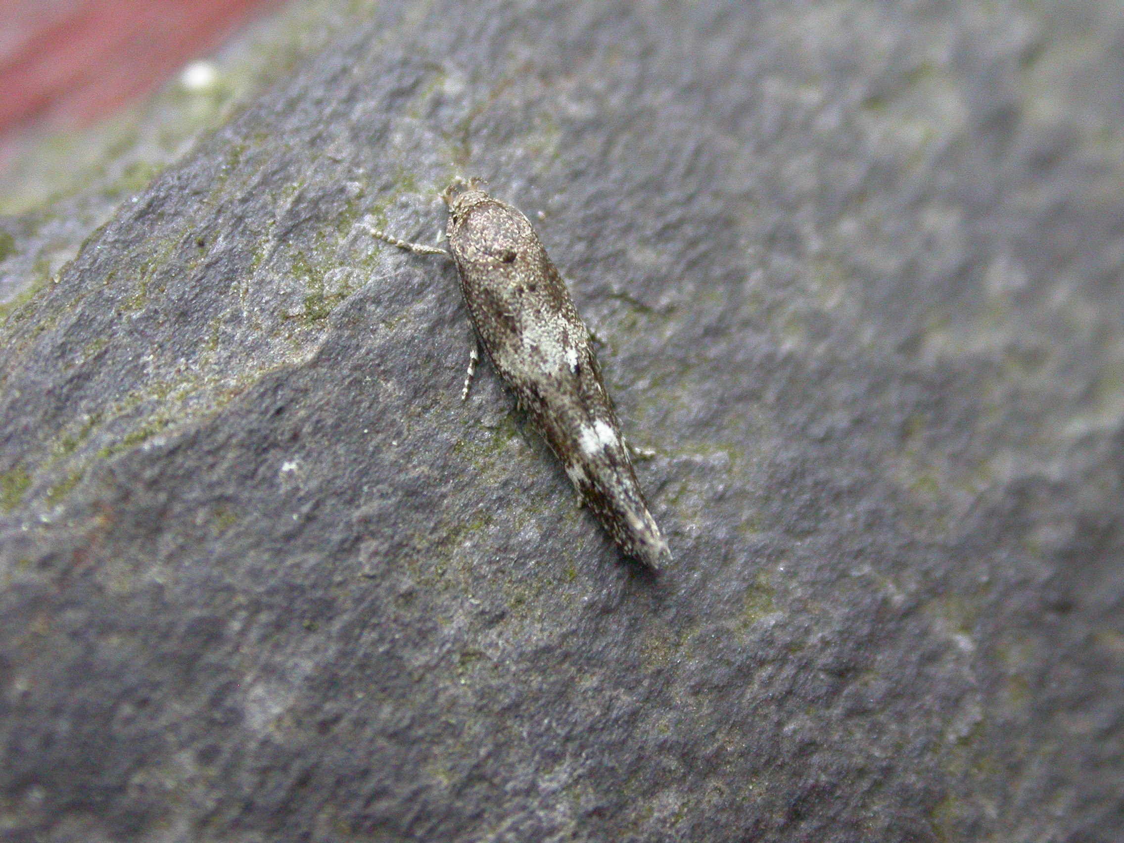 40.008 BF892 - Momphidae - Mompha subbistrigella