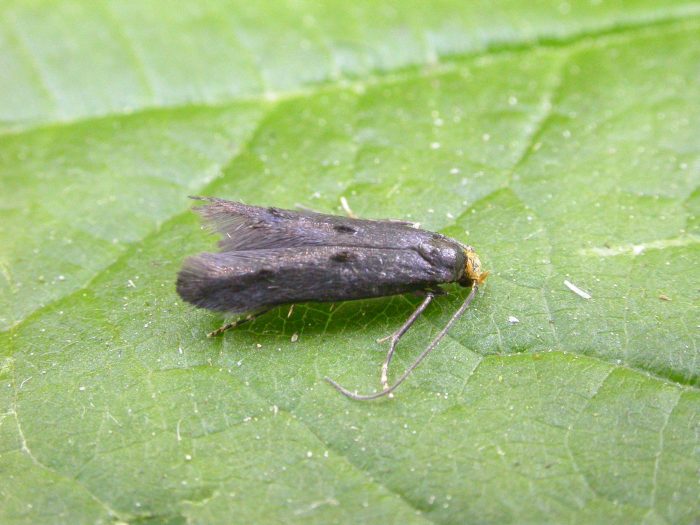 39.003 BF904 - Parametriotidae - Spuleria flavicaput