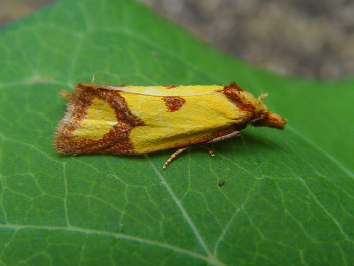 49.11 BF938 - Tortricidae - Tortricinae - Agapeta zoegana