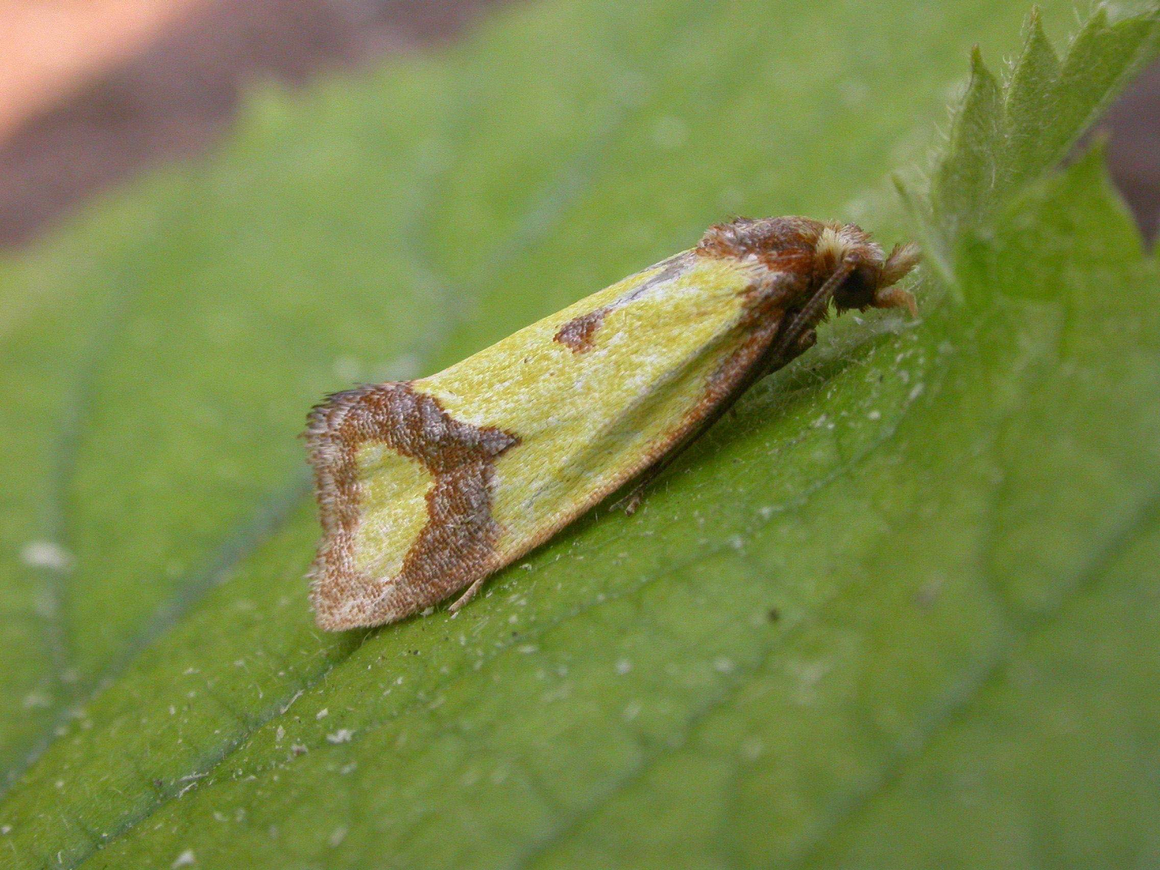 49.11 BF938 - Tortricidae - Tortricinae - Agapeta zoegana