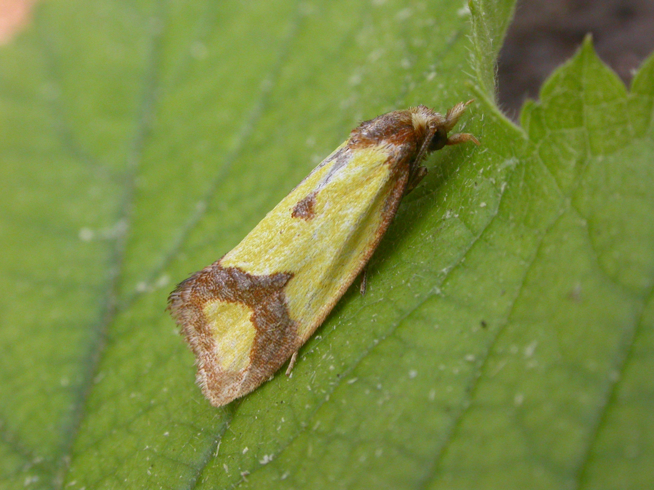 49.11 BF938 - Tortricidae - Tortricinae - Agapeta zoegana