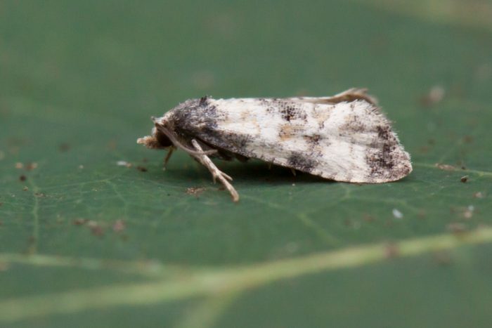 49.137 BF964 - Tortricidae - Tortricinae - Neocochylis dubitana