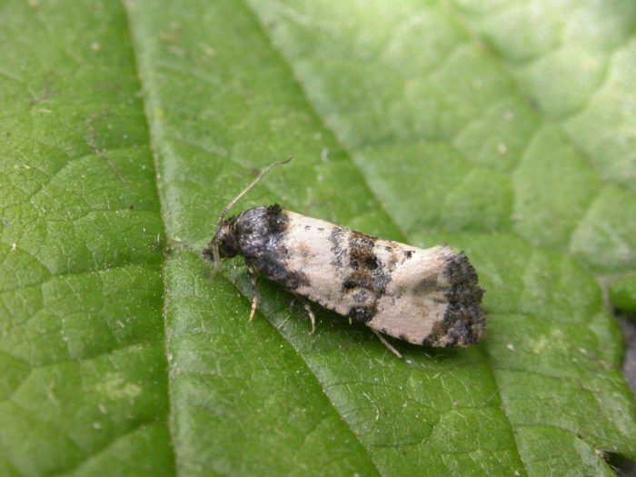 49.139 BF966 - Tortricidae - Tortricinae - Cochylis atricapitana