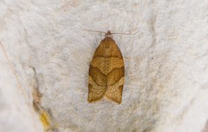 49.025 BF970 - Tortricidae - Tortricinae - Pandemis cerasana