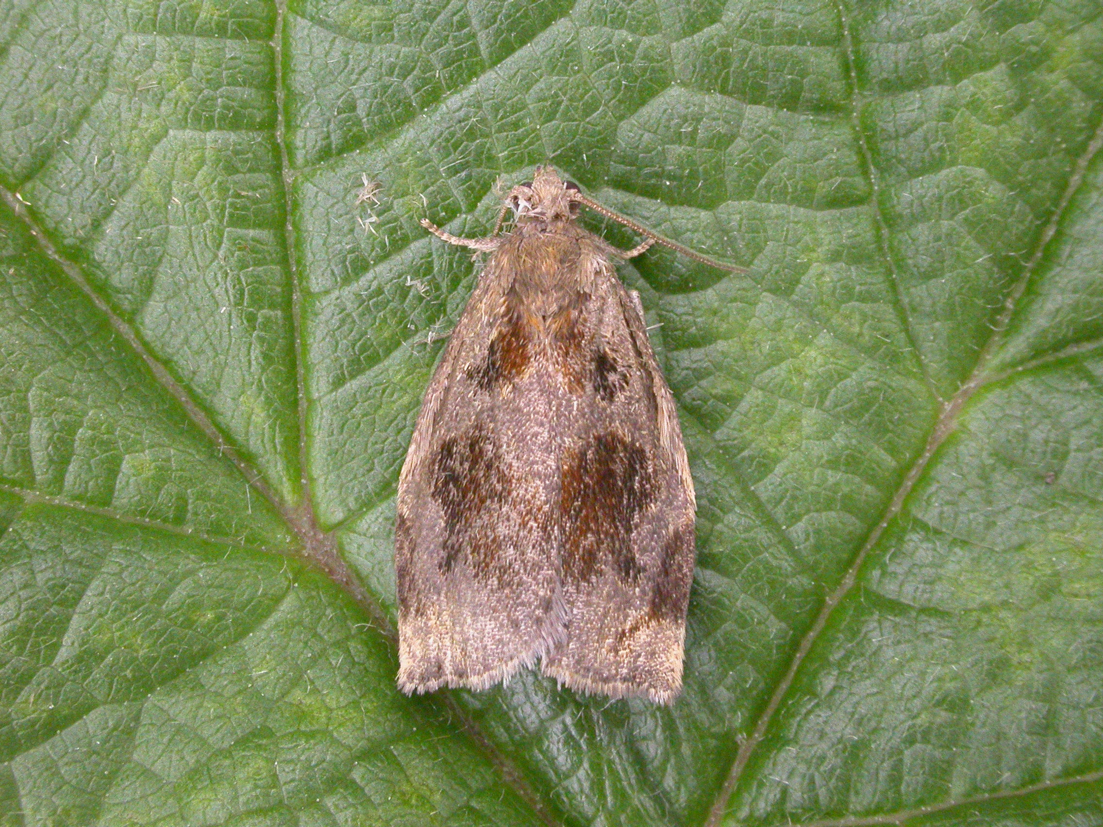 49.014 - BF979 - Tortricidae - Tortricinae - Archips crataegana