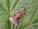 49.014 - BF979 – Brown Oak Tortrix (Archips crataegana)
