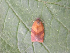 49.03 BF985 - Tortricidae - Tortricinae - Cacoecimorpha pronubana