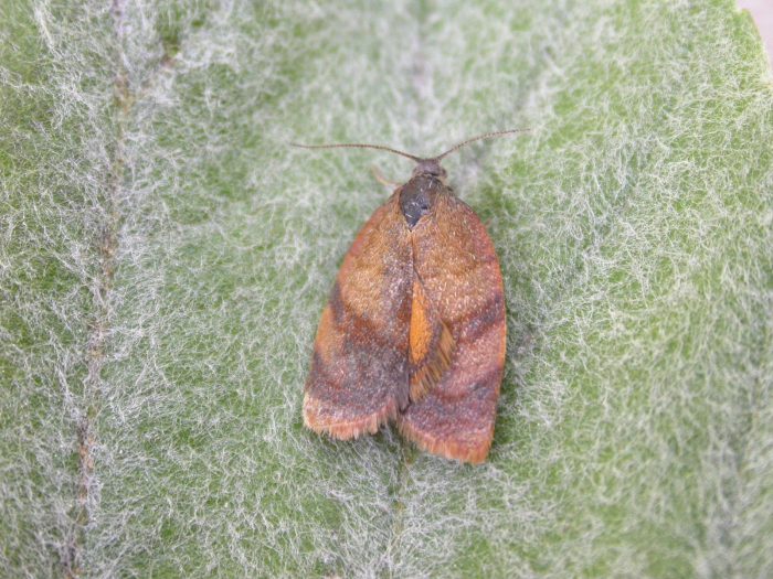 49.03 BF985 - Tortricidae - Tortricinae - Cacoecimorpha pronubana