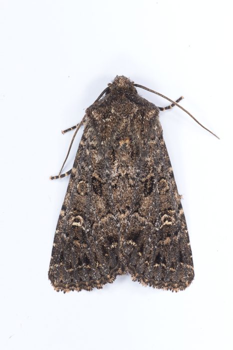 73.165 BF2329 - The Confused - Noctuidae - Apamea furva