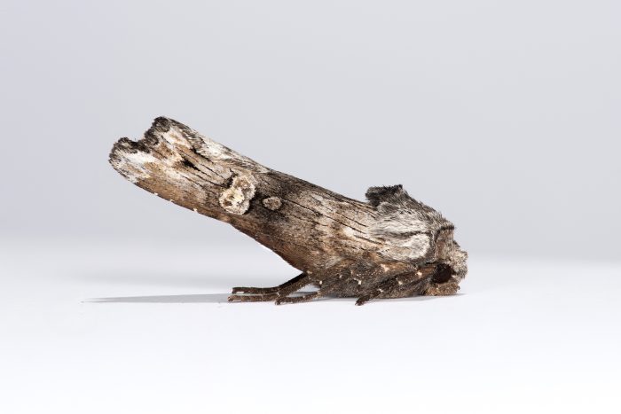 73.207 BF2233 - Golden-rod Brindle - Noctuidae - Xylena solidaginis