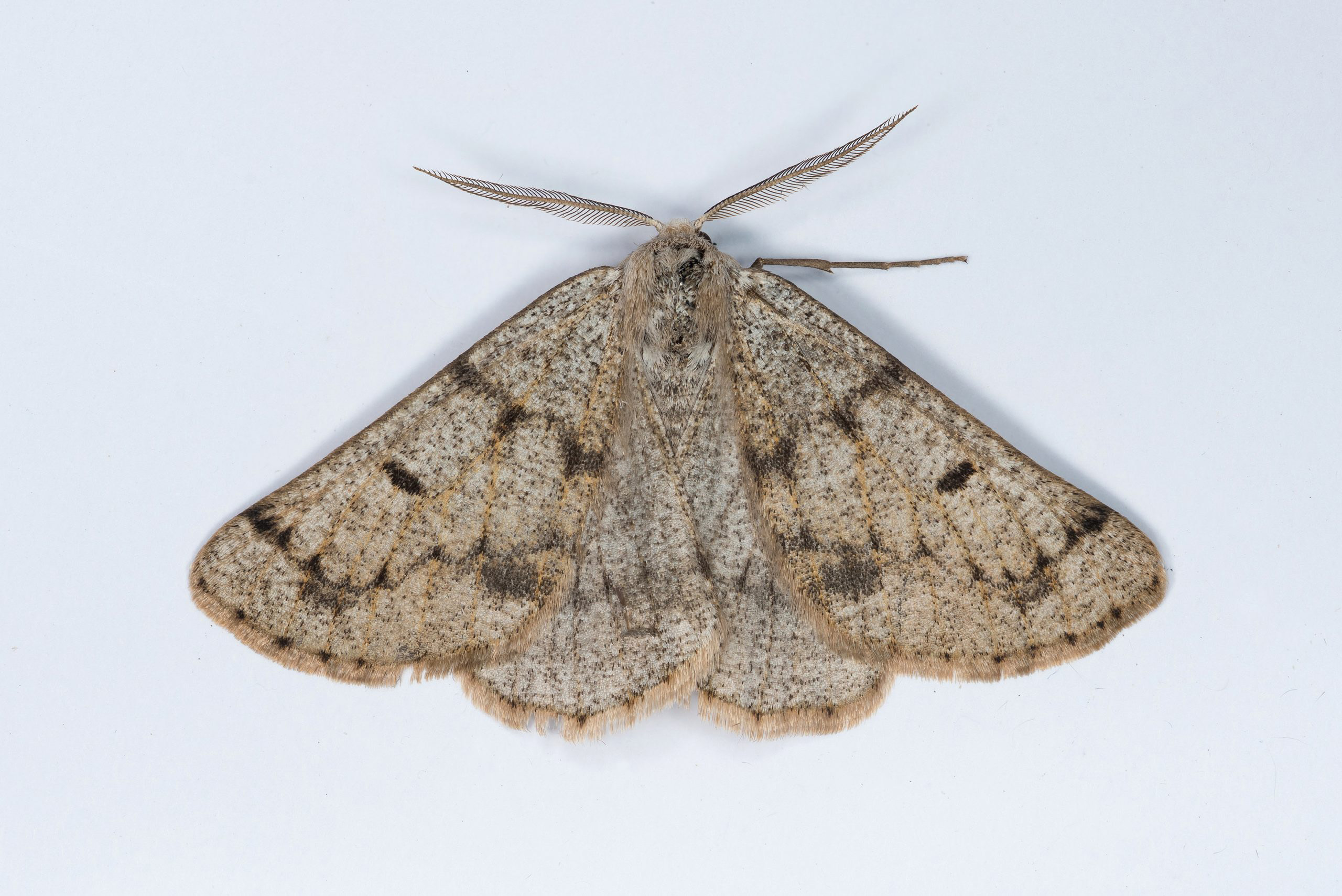 70.292 BF1969 - Grey Scalloped Bar - Geometridae - Dyscia fagaria