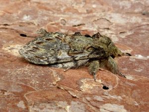 71.016 BF2005 - Great Prominent - Notodontidae - Peridea anceps