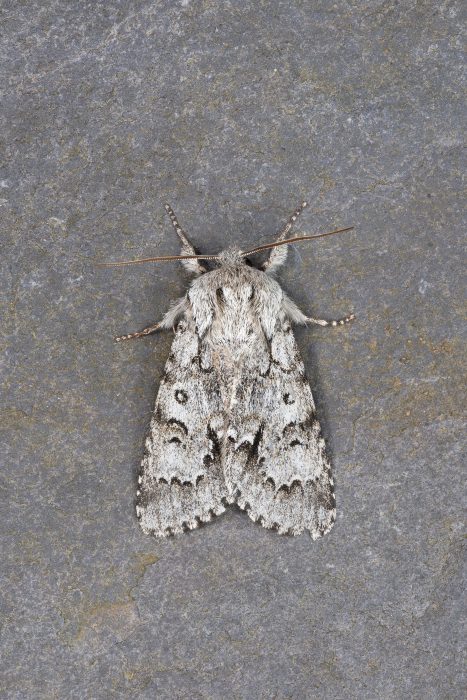 73.042 BF2286 - Light Knot Grass - Noctuidae - Acronicta menyanthidis