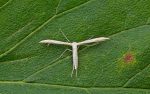 45.041 BF1500 – Small Goldenrod Plume (Hellinsia osteodactylus)
