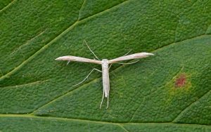 45.041 BF1500Hellinsia osteodactylusSmall Goldenrod Plume