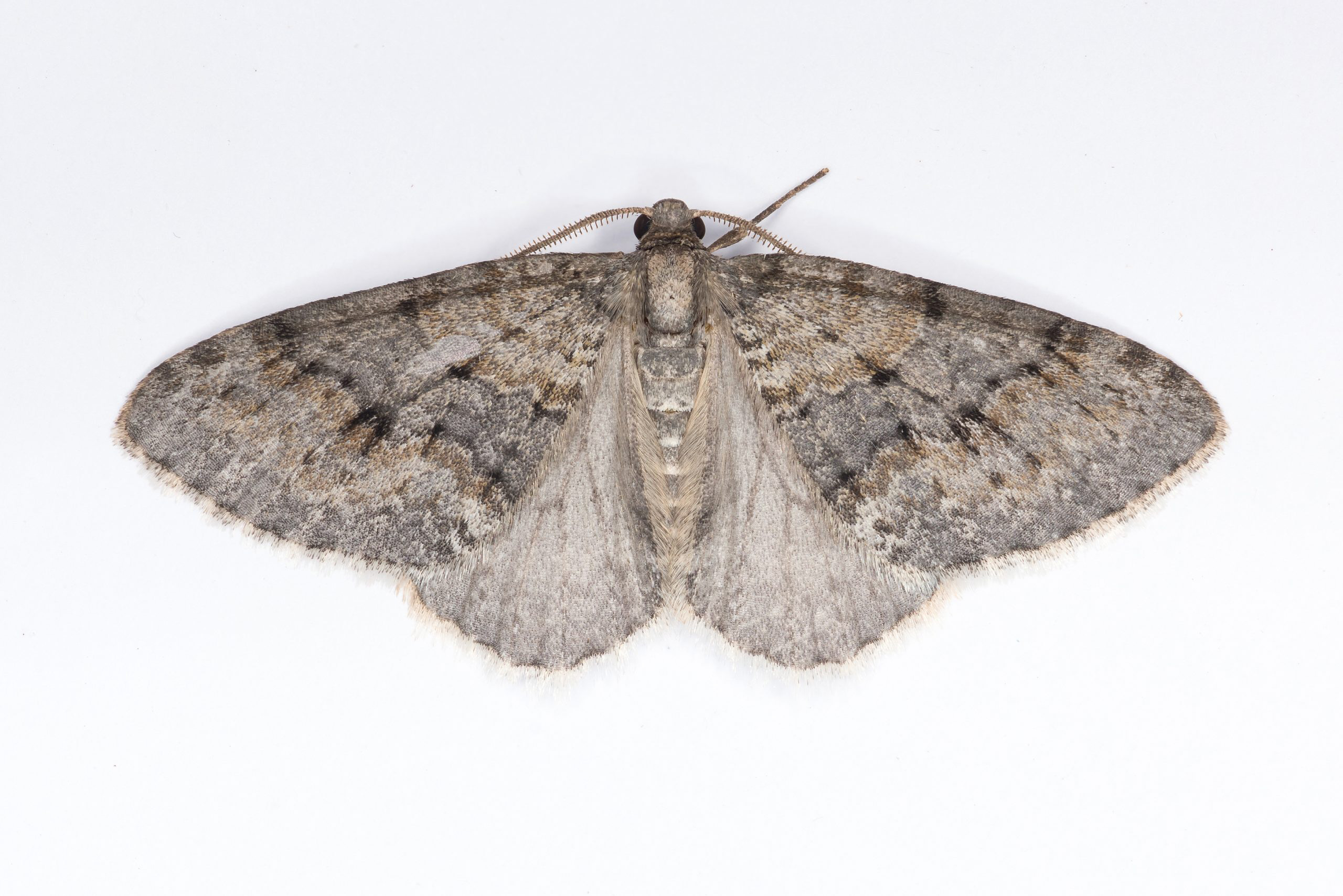 70.115 BF1873 - Welsh Wave - Geometridae - Venusia cambrica