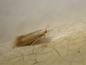 10.001 BF123 - Tischeriidae - Tischeria ekebladella