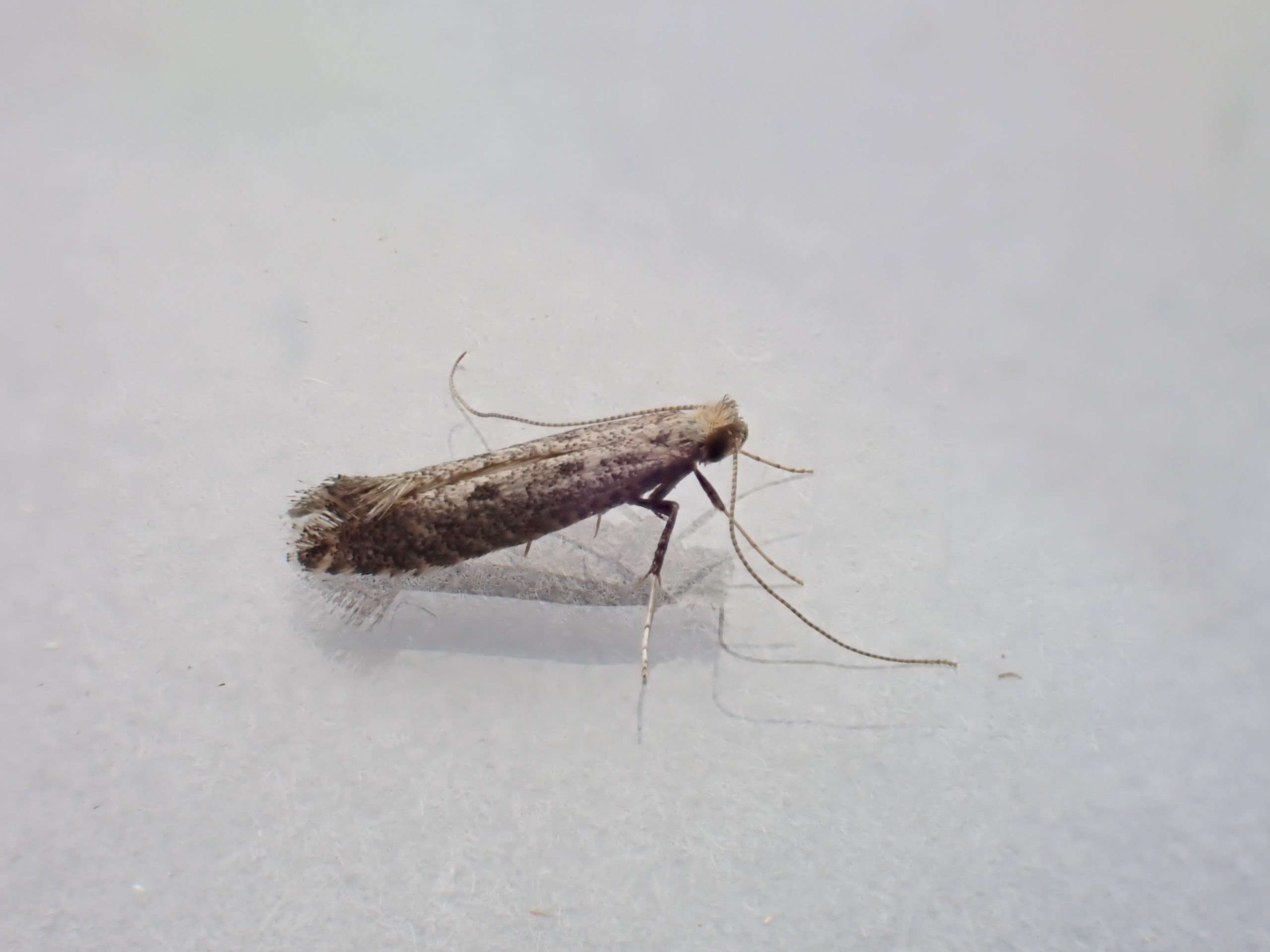 15.025 BF301 - Gracillariidae - Gracillariinae - Parornix species (betulae)