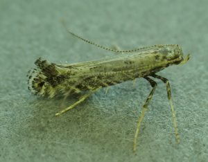 15.029 BF304 - Gracillariidae - Gracillariinae - Parornix species (devoniella)