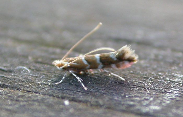 15.089 BF366a - Gracillariidae - Lithocolletinae - Cameraria ohridella
