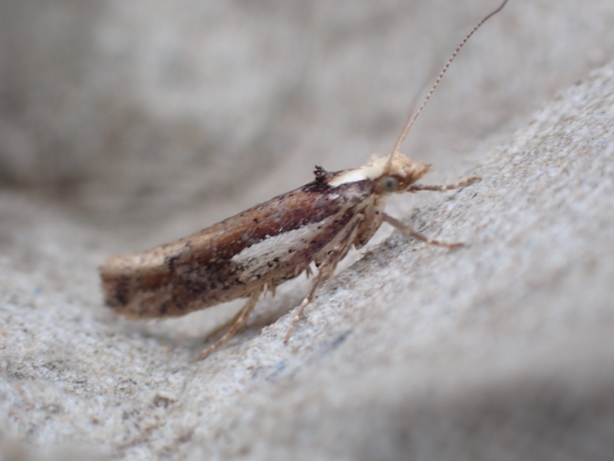 17.01 BF460 - Ypsolophidae - Ypsolophinae - Ypsolopha parenthesella