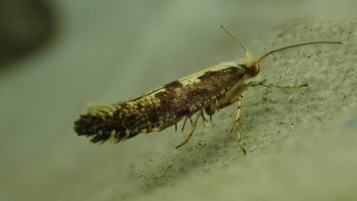 20.019 BF418 - Argyresthiidae - Argyresthia conjugella