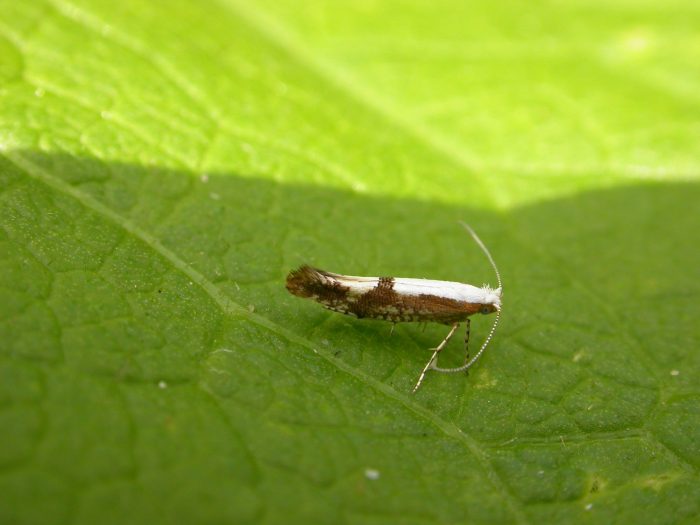 20.021 BF420 - Argyresthiidae - Argyresthia pruniella
