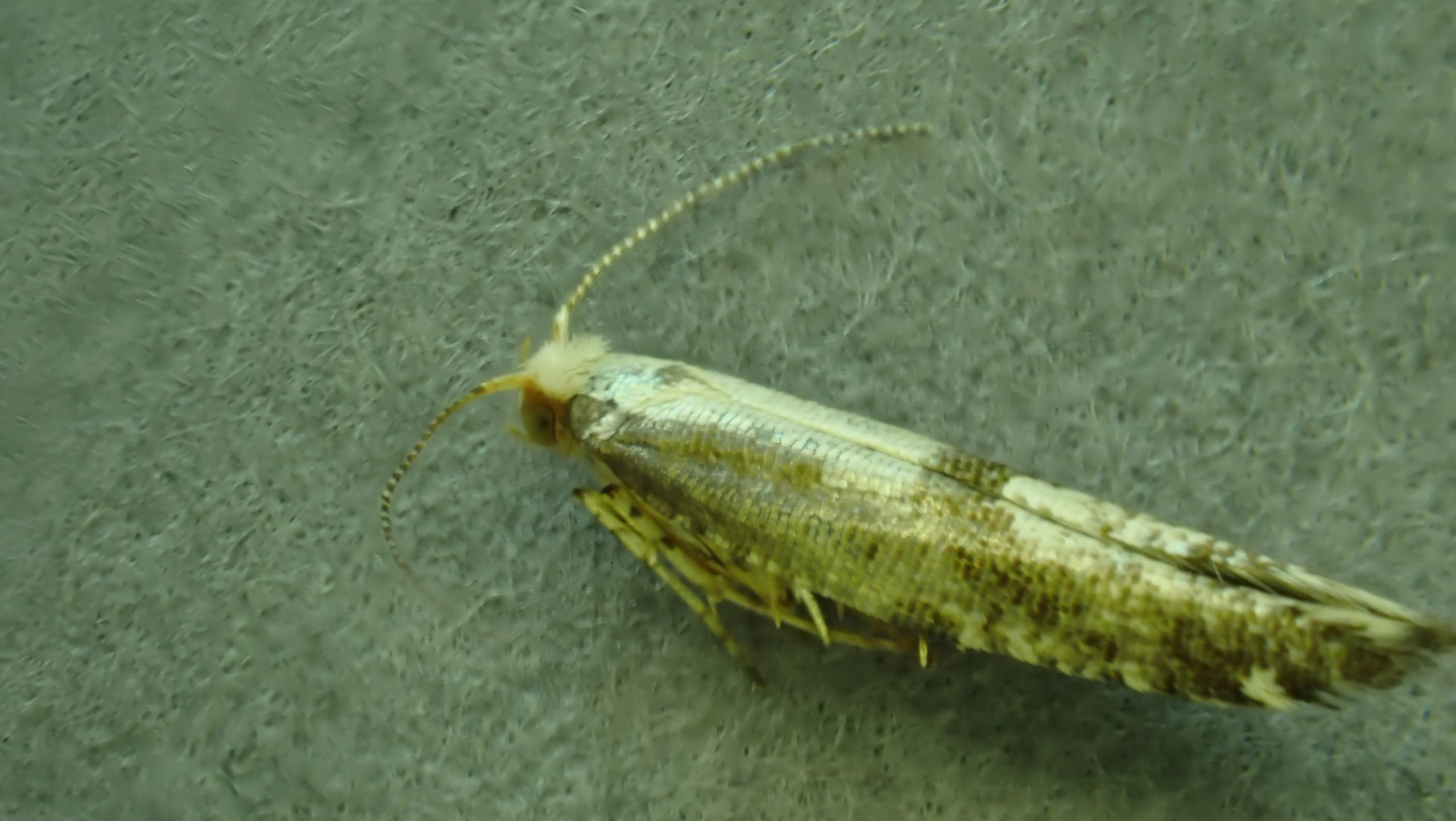 20.022 BF421 - Argyresthiidae - Argyresthia bonnetella