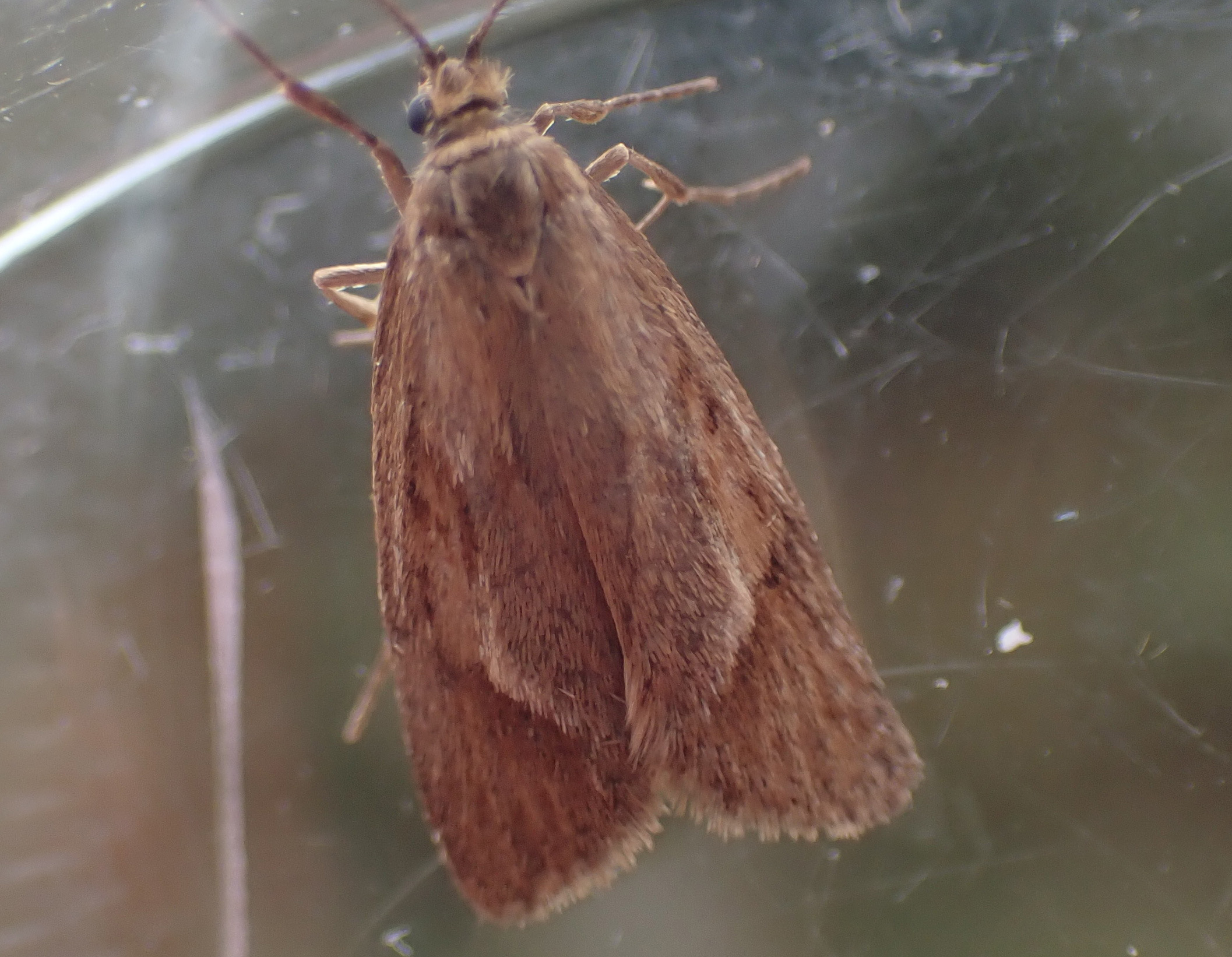 29.002 BF664 - Chimabachidae - Diurnea lipsiella - Steve Orridge