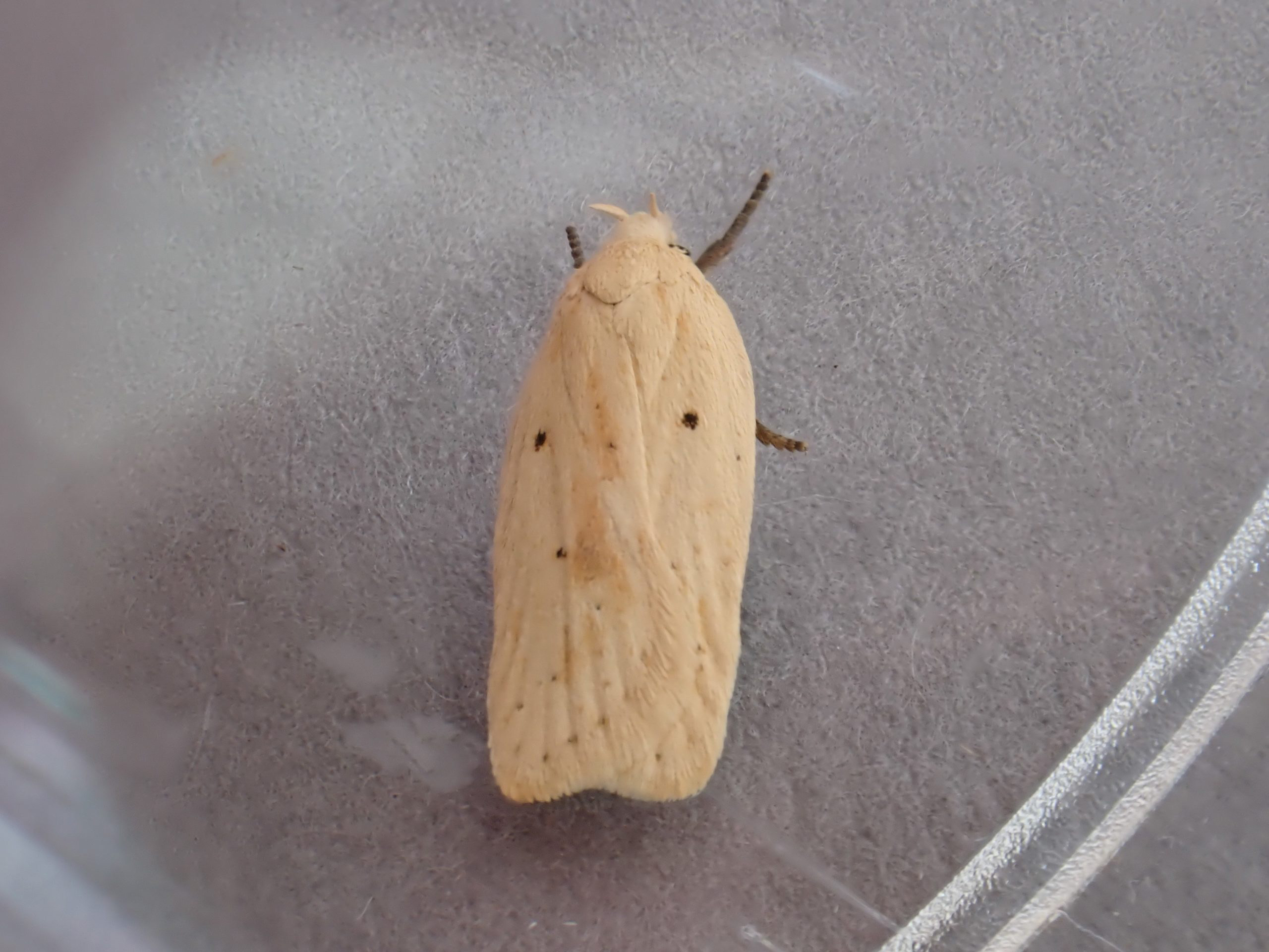 32.026 BF698 - Depressariidae - Depressarinae - Agonopterix kaekertitziana