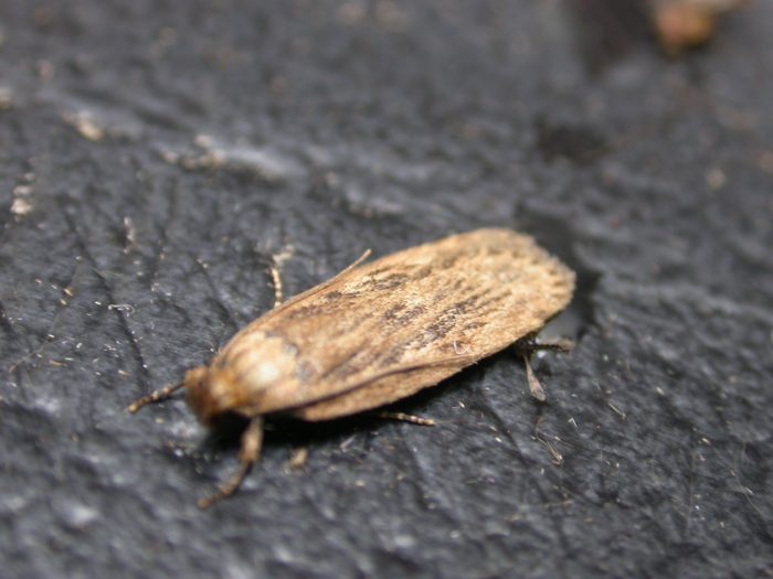 32.036 BF672 - Depressariidae - Depressarinae - Depressaria radiella