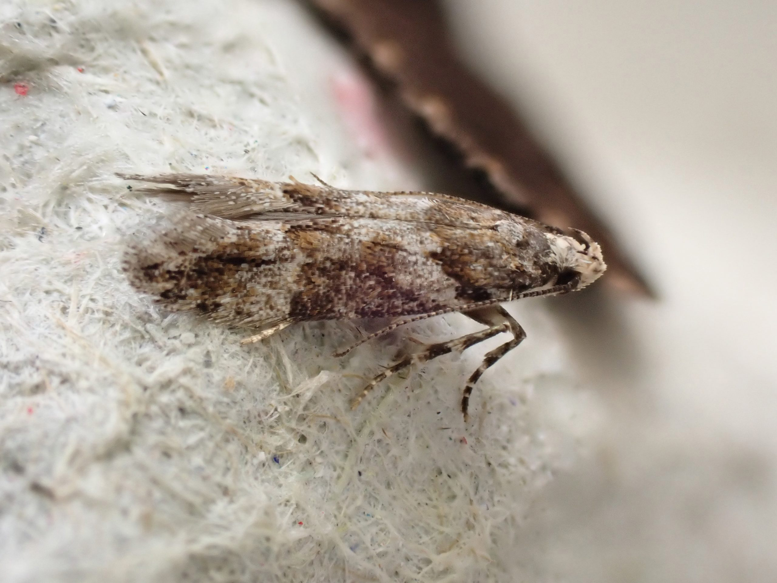 35.145 BF775 - Gelechiidae - Gelechiinae - Neotelphusa sequax