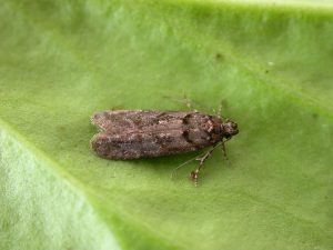 35.146 BF776 - Gelechiidae - Gelechiinae - Teleiopsis diffinis
