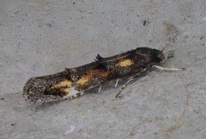 40.015 BF883 - Momphidae - Mompha raschkiella