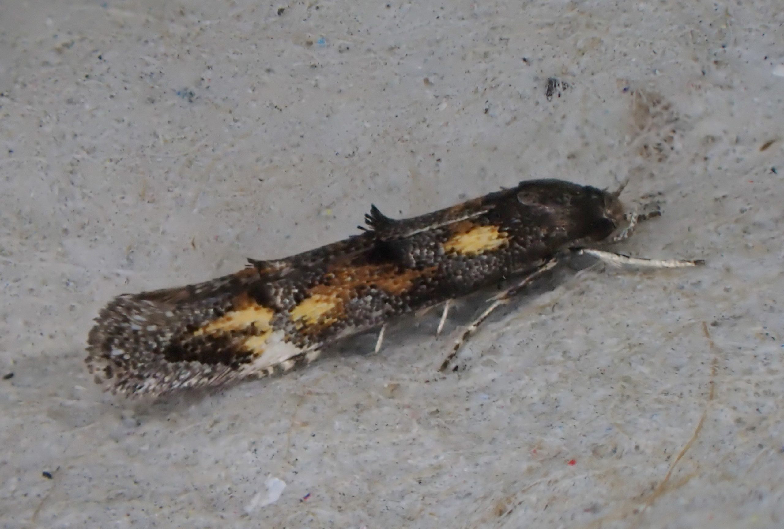 40.015 BF883 - Momphidae - Mompha raschkiella