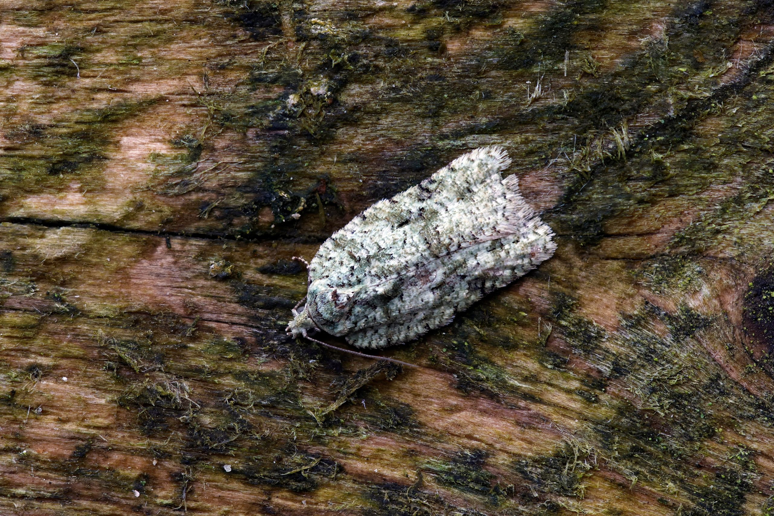 49.087 BF1061 - Tortricidae - Tortricinae - Acleris literana