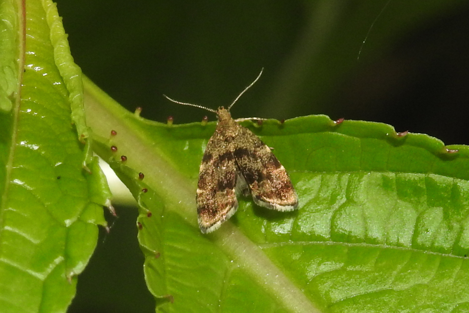 48.001 BF385 - Choreutidae - Choreutinae - Anthophila fabriciana