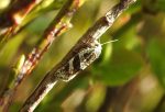 49.01 - BF1009 – Heath Tortrix (Philedonides lunana)