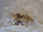 49.015 - BF980 – Variegated Golden Tortrix (Archips xylosteana)