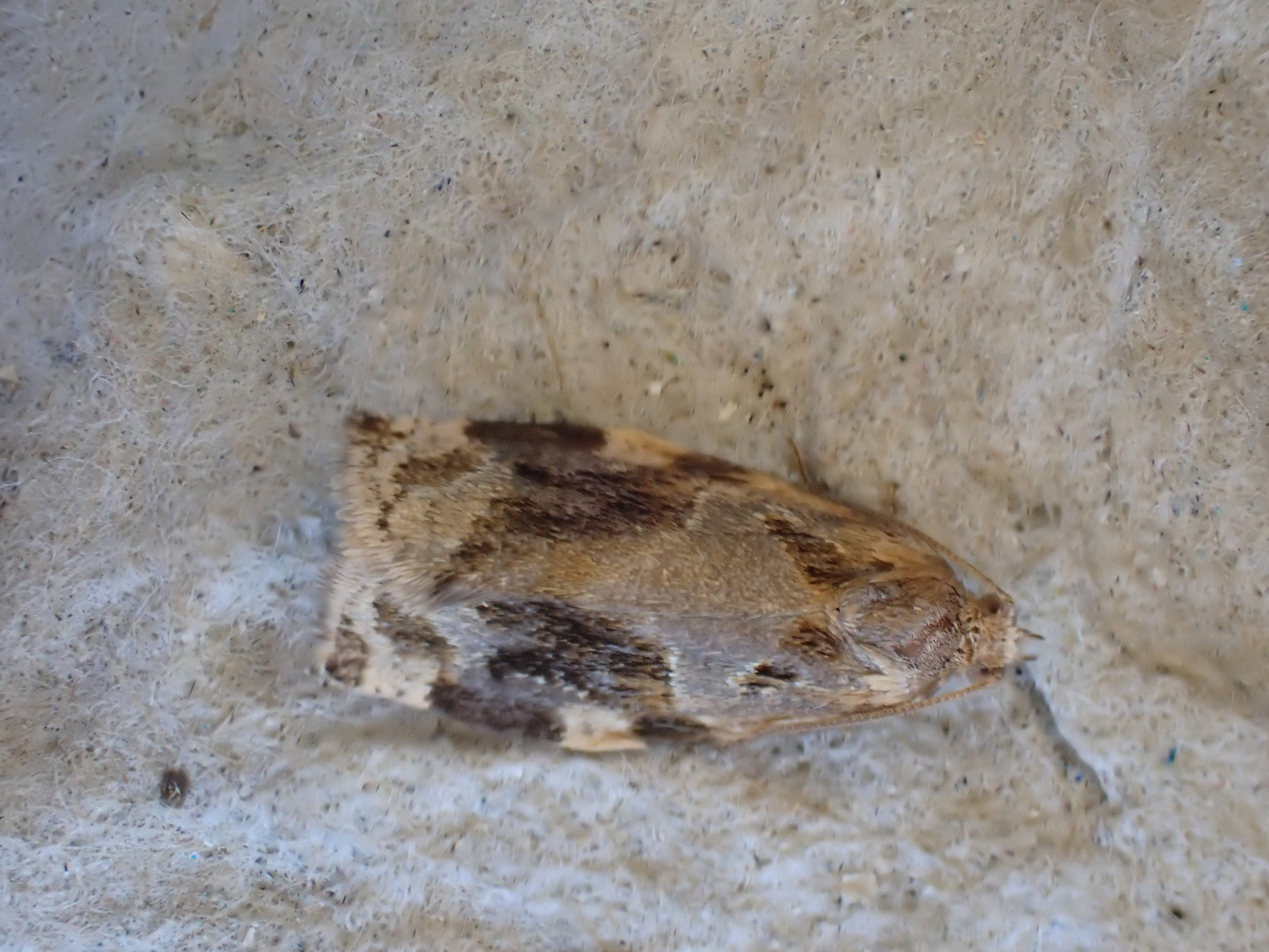 49.015 - BF980 - Tortricidae - Tortricinae - Archips xylosteana