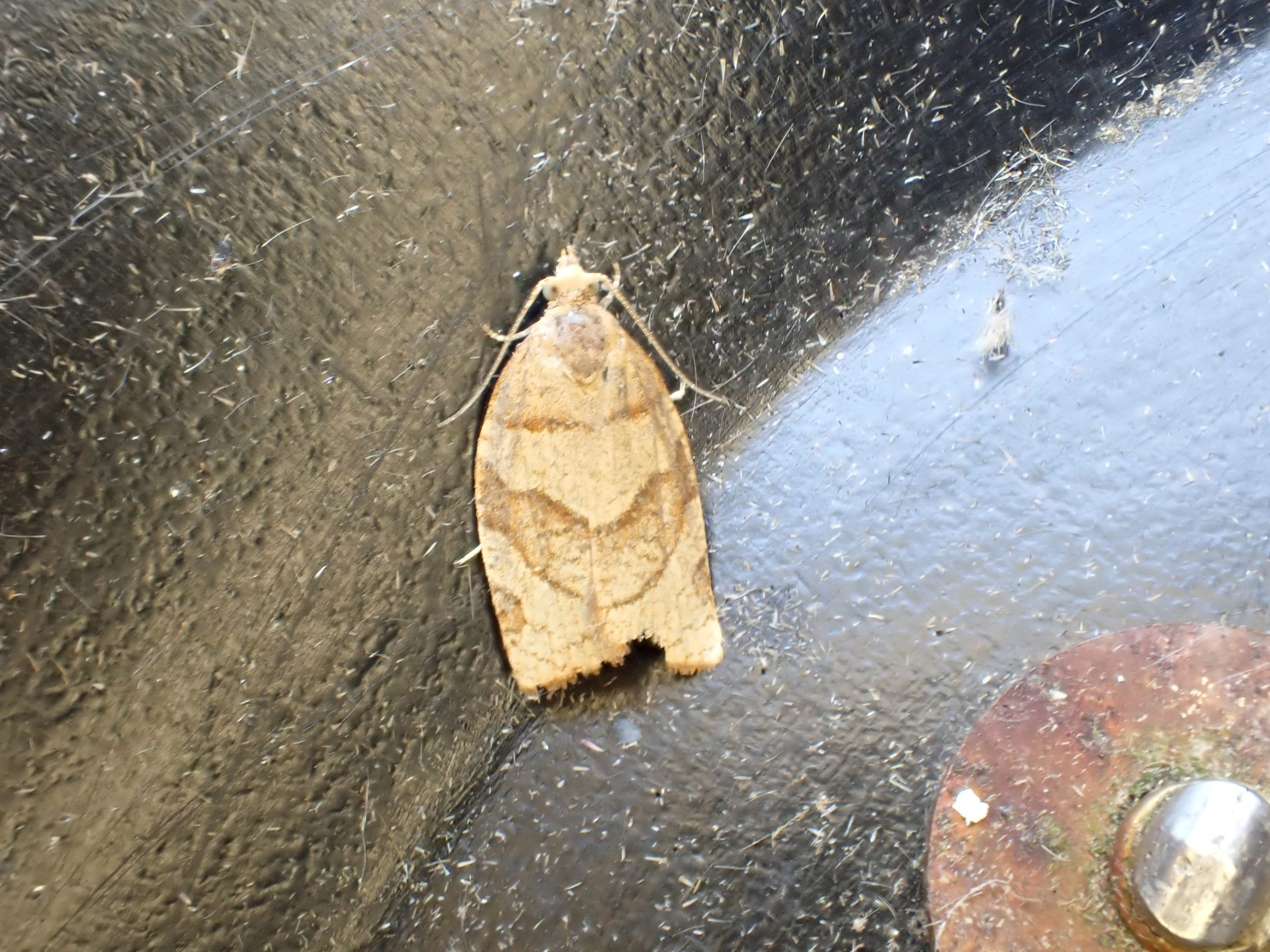 49.025 BF970 - Tortricidae - Tortricinae - Pandemis cerasana