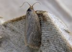 49.033 BF988 – Bilberry Tortrix (Aphelia viburnana)