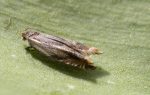 49.205 BF1116 – Least Hook-wing (Ancylis comptana)